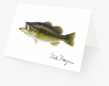 Largemouth Bass - Perch, HD Png Download, Free Download
