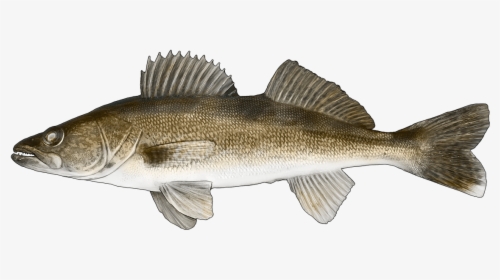 Yellow Perch Perca Flavescens, HD Png Download, Free Download