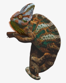 Chameleon Png Picture - Chameleons Png, Transparent Png, Free Download
