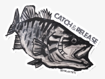 Matthew Stockton Smallmouth Bass Sticker - Bass, HD Png Download, Free Download