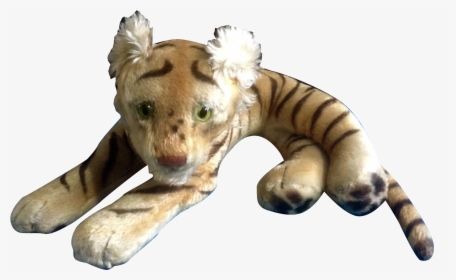 Transparent Tiger Eyes Png - Giraffe, Png Download, Free Download