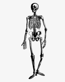 Skeleton Halloween Spooky Free Photo - Vintage Clipart Skeleton, HD Png Download, Free Download