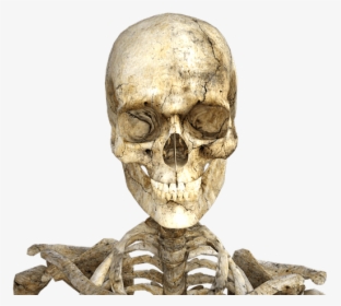 Real Skeleton Halloween - Esqueleto Png Cráneo, Transparent Png, Free Download