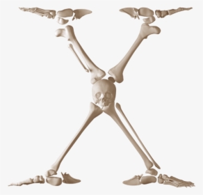Skeleton Font - Skeleton Bones Letters, HD Png Download, Free Download