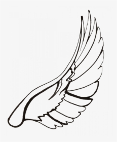 Wings Of A Dove Drawing, HD Png Download, Free Download