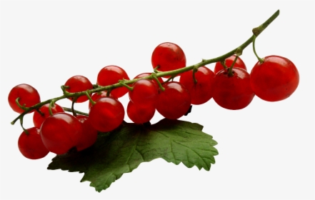 Redcurrant, HD Png Download, Free Download