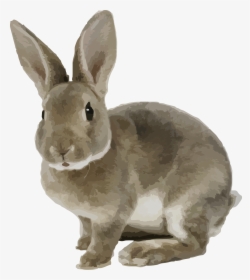 Rabbit Gray Png - Rabbit Png, Transparent Png, Free Download