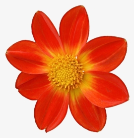 Dahlia Orange - Orange Flower Transparent Png, Png Download, Free Download
