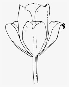 Flowers Line Drawing Image Clipart Best Tulip Flower - Dead Tulip Flower Outline, HD Png Download, Free Download