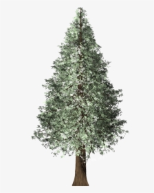Redwood Tree Png, Transparent Png, Free Download