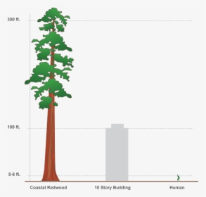 Svg Free Design Interactive Infographics In Adobe Edge - Redwood Tree Compared To Human, HD Png Download, Free Download