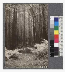 Secondgrowth Redwood Yield Study - Grove, HD Png Download, Free Download