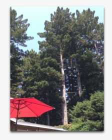 Redwoods Plus Umbrella - Shortleaf Black Spruce, HD Png Download, Free Download
