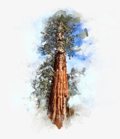 Forte Designs Sequoia Tree - Sequoia Tree Transparent Background, HD Png Download, Free Download