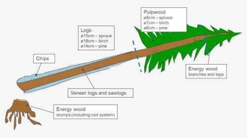 Diagram Of A Redwood Tree, HD Png Download, Free Download