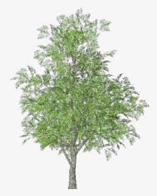 3d Trees - Ash - Acca Software - Arbol Fresno Png, Transparent Png, Free Download