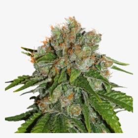 Amnesia Feminised Cannabis Seeds - Amnesia Auto Seedstockers, HD Png Download, Free Download