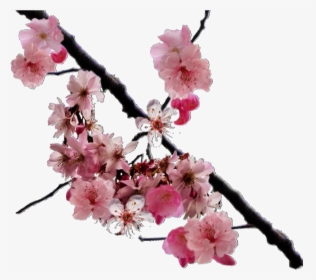 Png, Overlay, And Edits Image - Real Cherry Blossoms Png, Transparent Png, Free Download