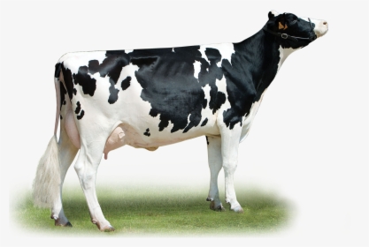 Dairy Cow, HD Png Download, Free Download