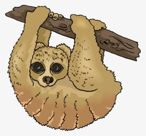 Sloth Clipart - Three Toed Sloth Clipart, HD Png Download, Free Download