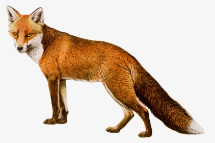 Fox No Background - Transparent Background Fox Png, Png Download, Free Download