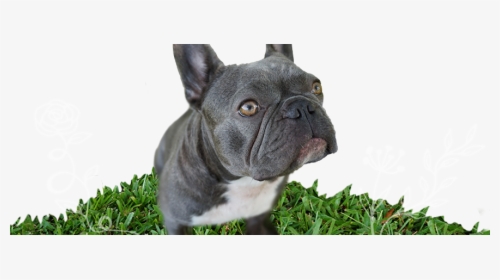 Violet The Blue And White Brindle Rare Mini French - French Bulldog, HD Png Download, Free Download