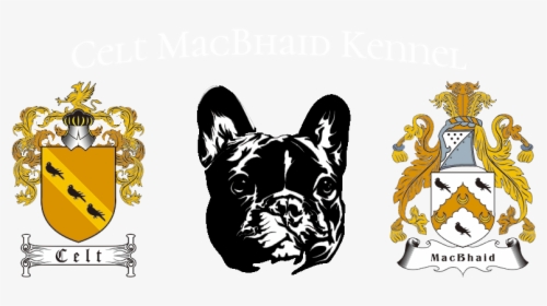 Celt Macbhaid - French Bulldog, HD Png Download, Free Download