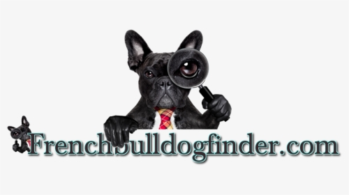 Free French Bulldog Listings - French Bulldog, HD Png Download, Free Download