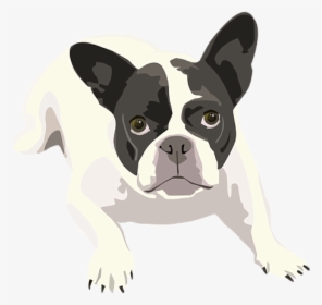 Black And White French Bulldog, HD Png Download, Free Download