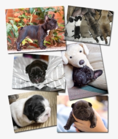 Vixbull French Bulldog Puppies - French Bulldog, HD Png Download, Free Download
