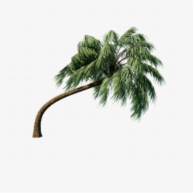 Transparent Palm Branch Png - Roystonea, Png Download, Free Download