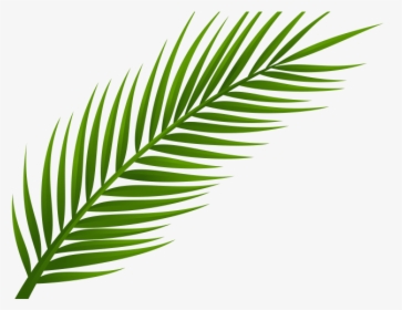Transparent Background Palm Leaf Png, Png Download, Free Download
