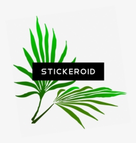 Sukkot Palm Branch - Palm Frond Clip Art, HD Png Download, Free Download