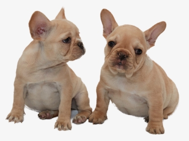 French Bulldog, HD Png Download, Free Download