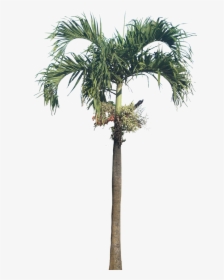 Dwarf Royal Palm Palm, Dwarf Royal Palm - Areca Nut Tree Png, Transparent Png, Free Download