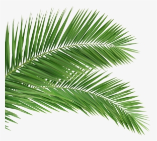 Palm Tree Branch Png , Png Download - Palm Leaves, Transparent Png, Free Download