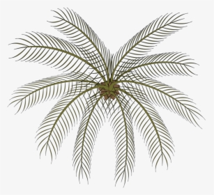 Plant,leaf,symmetry - Palm Small Top View Png, Transparent Png, Free Download