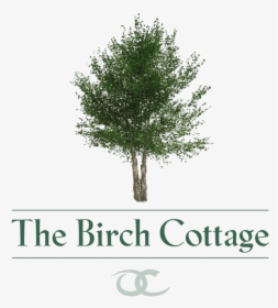 Transparent River Birch Png - River Birch Tree Png, Png Download, Free Download