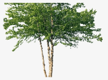 River Birch Tree Png, Transparent Png, Free Download
