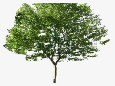 Transparent River Birch Png - Tree White Background, Png Download, Free Download
