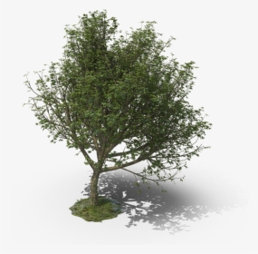 Transparent River Birch Png - Mexican Pinyon, Png Download, Free Download