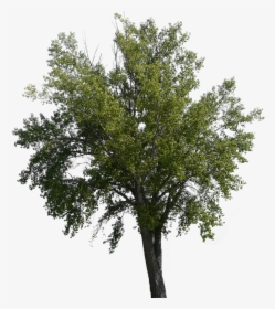 Transparent River Birch Png - Tree Overlay Png, Png Download, Free Download