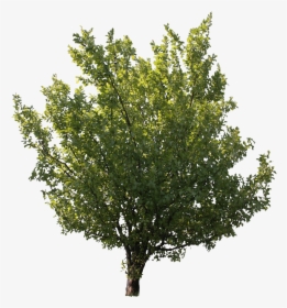 Cut Out Trees Free Download, HD Png Download, Free Download