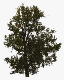 Tree With No Background, Tree With Leaves, Forest - Arbol Sin Fondo Png, Transparent Png, Free Download