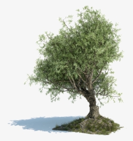 Old Olive Tree Png - Leaf Of Olive Tree Png, Transparent Png, Free Download