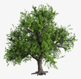 Tree, Green, The Bark, Trunk, Seasonal, Landscape - Baum Photoshop, HD Png Download, Free Download