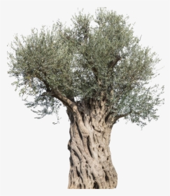 Olive Stock Photography Tree Mediterranean Cuisine - Olive Tree Transparent Png, Png Download, Free Download