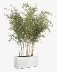 Phyllostachys Nigra Pots, HD Png Download, Free Download