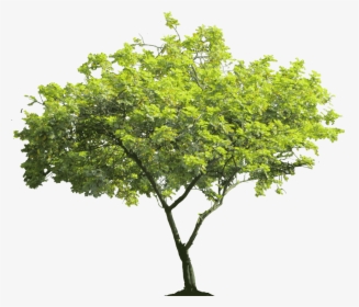 High Resolution Trees Png, Transparent Png, Free Download