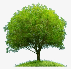 Tree, HD Png Download, Free Download